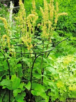 Essex Plant Supports -Gardeners 37423 200 tif