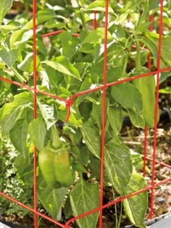 Pepper And Eggplant Cages, Set Of 3 -Gardeners 37464 567 tif