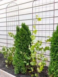 Jardin Flower Trellis -Gardeners 38689 6002 tif