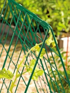Deluxe Cucumber Trellis 13 Deluxe Cucumber Trellis -Gardeners 39806 GR edit tif