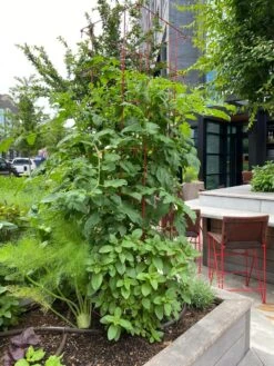 Tomato Towers, Set Of 2 -Gardeners 8587041 01IN tif