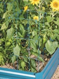Pepper And Eggplant Cages, Set Of 3 -Gardeners 8587048 9792 tif
