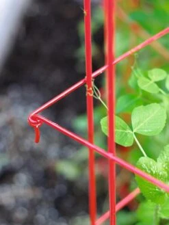 Tall Expandable Pea Trellis 9 Tall Expandable Pea Trellis -Gardeners 8587061 010 tif