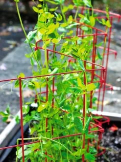 Expandable Pea Trellis 8 Expandable Pea Trellis -Gardeners 8587061 100 tif