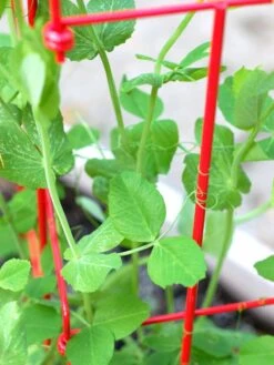 Tall Expandable Pea Trellis 11 Tall Expandable Pea Trellis -Gardeners 8587061 101 tif 1