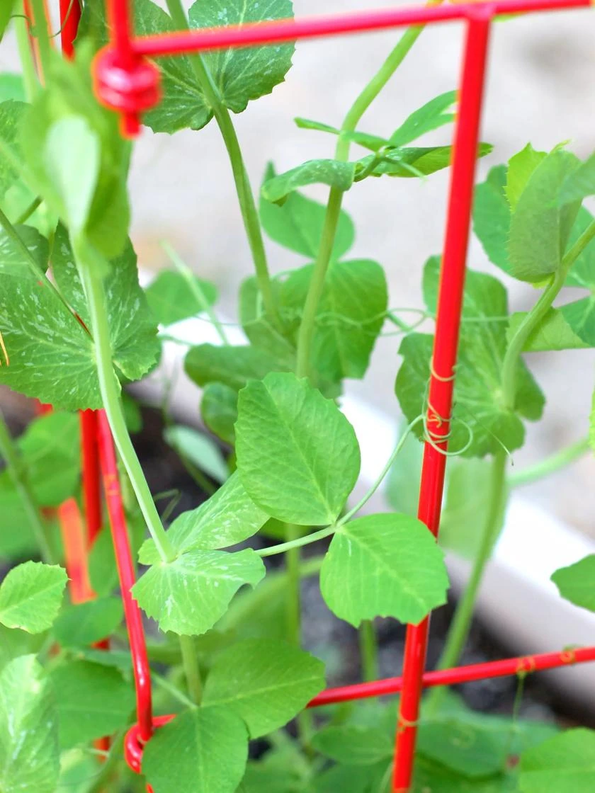 Tall Expandable Pea Trellis 7 Tall Expandable Pea Trellis - Image 5