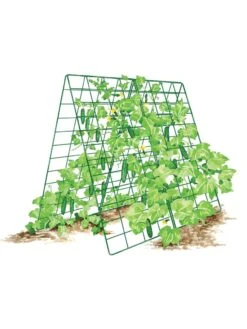 Deluxe Cucumber Trellis 16 Deluxe Cucumber Trellis -Gardeners 8587083 001 GRN tif