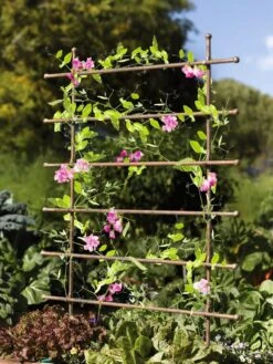Jardin Ladder Trellis -Gardeners 8587107 083 tif
