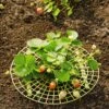 Strawberry Supports, Set Of 6 -Gardeners 8587970 1039 tif