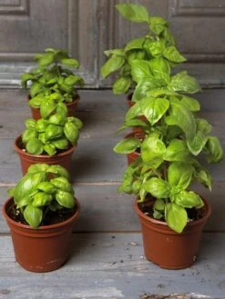 Organic Self-Watering Potting Mix, 20 Qts. -Gardeners 8592212 3979 001E tif 3