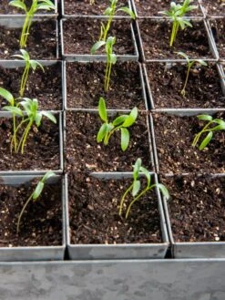 Seed Starting Mix, 9 Qts. -Gardeners 8592212 6177