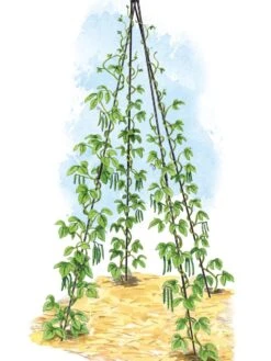 Titan Teepee Trellis -Gardeners 8595757 0002 art tif
