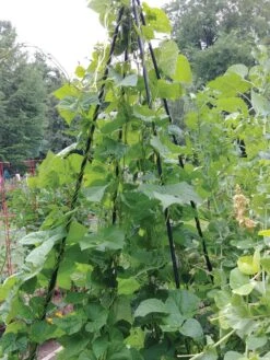 Titan Teepee Trellis -Gardeners 8595757 01EMP tif