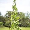 Titan Teepee Trellis 2 Titan Teepee Trellis -Gardeners 8595757 1206 titan teepee cucumber peas beans tif