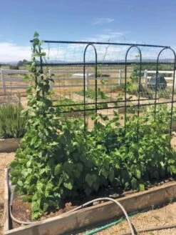 Titan Pea Tunnel -Gardeners 8596275 01CUST tif