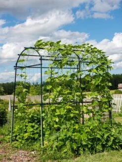 Titan Squash Tunnel -Gardeners 8596276 0133 tif