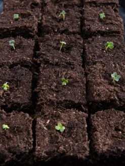 Vermont Compost Company Fort Vee™ Potting Mix, 20 Quarts 14 Vermont Compost Company Fort Vee™ Potting Mix, 20 Quarts -Gardeners 8599281 5930