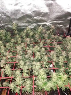 Hemp Grow Kit -Gardeners 8600301 01TEST tif