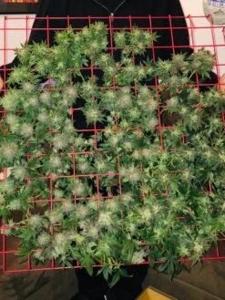 Hemp Grow Kit -Gardeners 8600301 02TEST tif 1