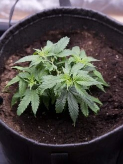 Hemp Success Kit -Gardeners 8600301 0584 tif