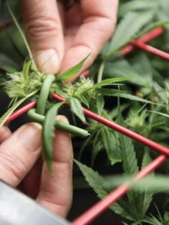 Hemp Success Kit -Gardeners 8600301 2002 tif