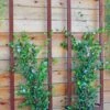 Ina Modern Wall Trellis Sr. 1 Ina Modern Wall Trellis Sr. -Gardeners 8600510 05V tif
