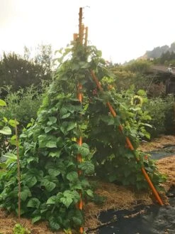 Annabel Tipi Trellis -Gardeners 8600521 02V tif