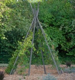 Annabel Tipi Trellis -Gardeners 8600521 07V jpg