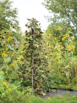 DIY Connector For Teepee Trellis 17 DIY Connector For Teepee Trellis -Gardeners 8611896 062 tif