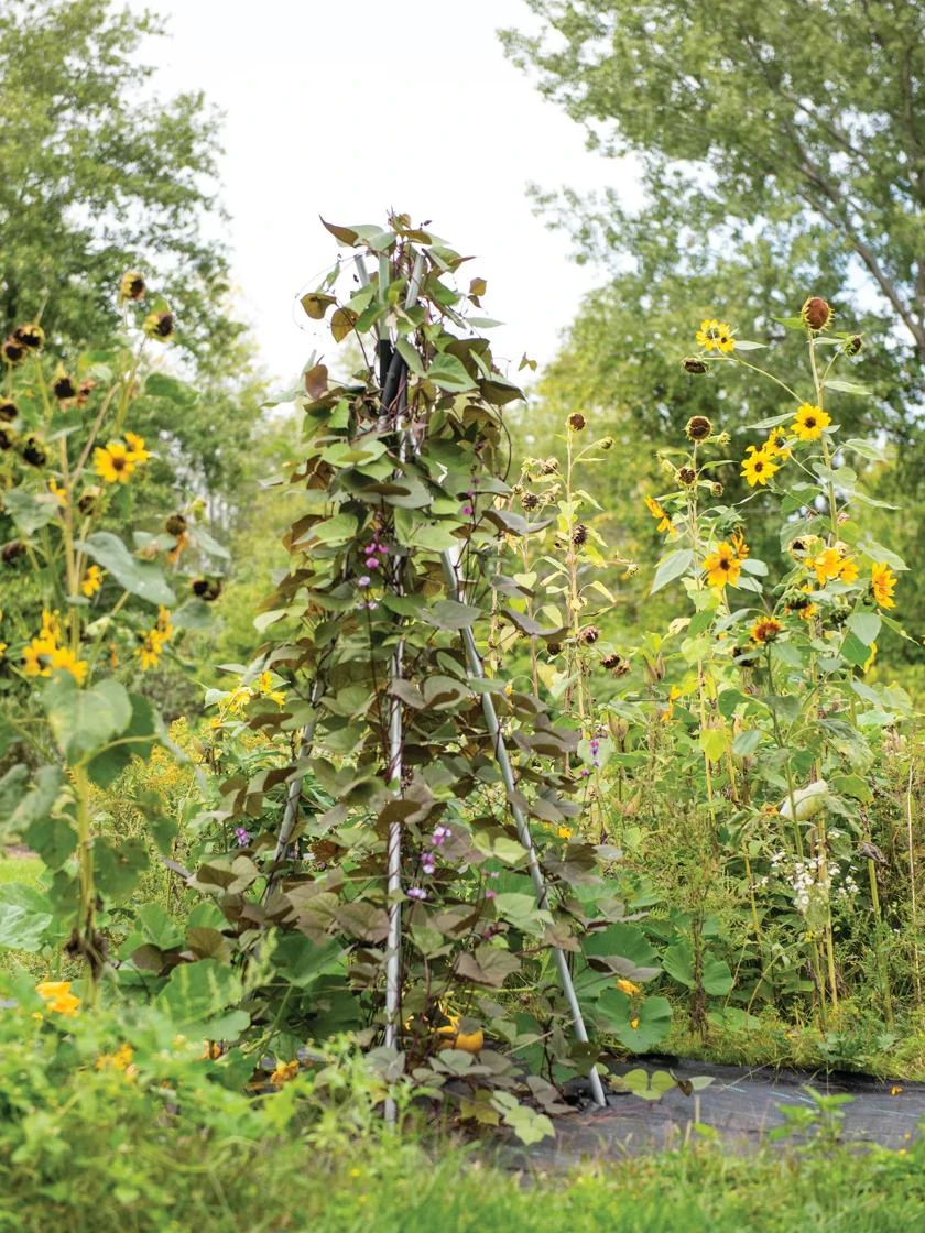 DIY Connector For Teepee Trellis 6 DIY Connector For Teepee Trellis - Image 4