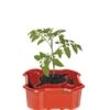 Deluxe Tomato Halos, Set Of 2 -Gardeners 8612045 2009 tif