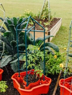 Deluxe Tomato Halos, Set Of 2 -Gardeners 8612045 221 tif