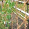 Coco Trellis Netting, 4' X 15' -Gardeners 8612050 1124 tif