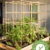 Tomato Six Pack Support 1 Tomato Six Pack Support -Gardeners 8613143 23