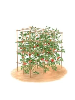 Tomato Six Pack Support -Gardeners 8613143 art flat