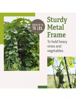 Titan Squash Tunnel -Gardeners B07932DMCR plantsupport benefits 2