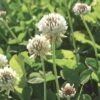 White Clover Seed, 1/2 Lb. -Gardeners GS35957 01K