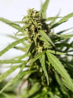 Hemp Success Kit -Gardeners Hemp 0065 tif